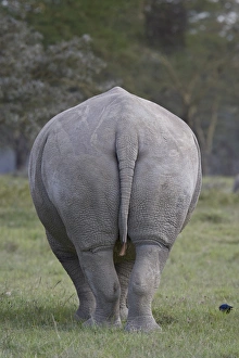 Rear view of a white rhinoceros (Ceratotherium simum), Lake Nakuru National Park Rear view of a white rhinoceros (Ceratotherium simum), Lake Nakuru National Park