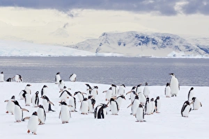 Recently fledged emperor penguin (Aptenodytes forsteri), with gentoo penguins (Pygoscelis papua), Enterprise Islands Recently fledged emperor penguin (Aptenodytes forsteri), with gentoo penguins (Pygoscelis papua), Enterprise Islands