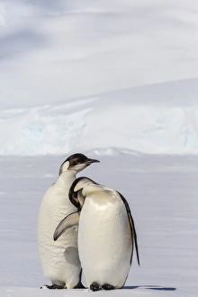 Recently fledged emperor penguins (Aptenodytes forsteri), Enterprise Islands, Antarctica, Southern Ocean, Polar Regions Recently fledged emperor penguins (Aptenodytes forsteri), Enterprise Islands, Antarctica, Southern Ocean, Polar Regions