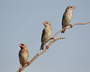 Kalahari Gemsbok National Park Prints: Three red-billed quelea (Quelea quelea)