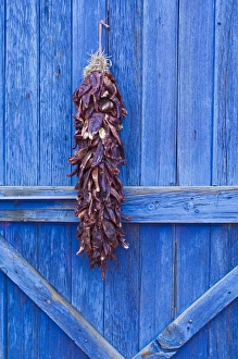 Red chilli peppers on barn door, New Mexico, United States of America, North America Red chilli peppers on barn door, New Mexico, United States of America, North America
