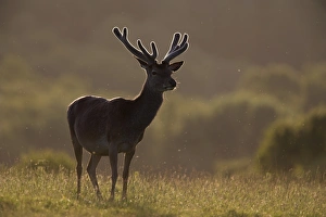 Red Deer Scotland Prints: Red deer (Cervus elaphus)