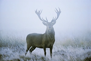 Red deer (cervus elaphus) stag at dawn during rut in September, UK, Europe Red deer (cervus elaphus) stag at dawn during rut in September, UK, Europe