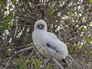 Images Dated 14th September 2023: A red-footed booby (Sula sula) chick in a tree at Punta Pitt, San Cristobal Island