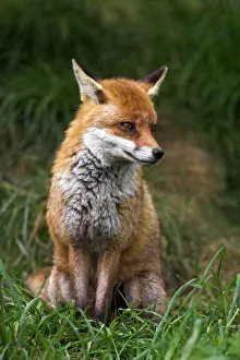 Prints of Red fox, Vulpes vulpes, captive, United Kingdom, Europe Related Prints: Red Fox Print, Captive UK Scene