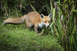 Devon Wildlife Images Prints: Red fox (Vulpes vulpes), Devon, England, United Kingdom, Europe