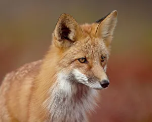 Red fox (Vulpes vulpes) (Vulpes fulva), Denali National Park and Preserve Red fox (Vulpes vulpes) (Vulpes fulva), Denali National Park and Preserve