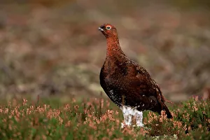 Red grouse (Lagopus lagopus), North Yorkshire, Yorkshire, England, United Kingdom, Europe Red grouse (Lagopus lagopus), North Yorkshire, Yorkshire, England, United Kingdom, Europe
