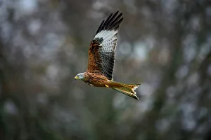 Red Kite, a bird of prey, Gigrin, Wales, United Kingdom, Europe Red Kite, a bird of prey, Gigrin, Wales, United Kingdom, Europe