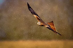 Red kite (Milvus milvus) in flight during a snow shower, Rhayader, Wales, United Kingdom Red kite (Milvus milvus) in flight during a snow shower, Rhayader, Wales, United Kingdom
