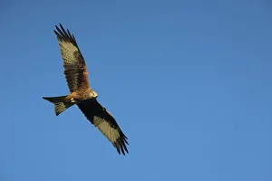 Red kite (Milvus milvus) in flight with wing tags Red kite (Milvus milvus) in flight with wing tags