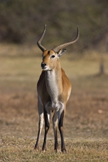 Images Dated 2003: Red lechwe Print, Moremi Wildlife Reserve, Botswana