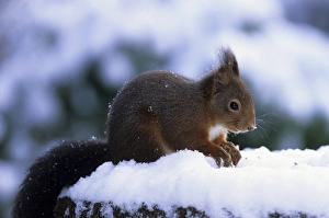 Red squirrel