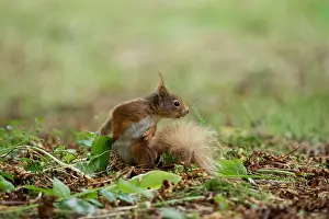 Wild Animal Behavior Study Prints: Red Squirrel (Sciurus vulgaris), Blarney Castle, County Cork, Ireland