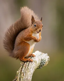United Kingdom Wildlife Images Prints: Red Squirrel, Scottish Highlands, Scotland, United Kingdom, Europe