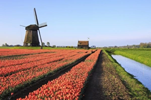 Landscape Photography Netherlands Prints: Red tulip fields and blue sky frame the windmill in spring, Berkmeer, Koggenland