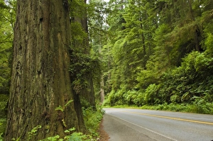 Redwood National Park, California, United States of America, North America Redwood National Park, California, United States of America, North America