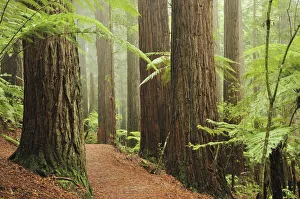 Redwoods and Tree Ferns, The Redwoods, Rotorua, Bay of Plenty, North Island Redwoods and Tree Ferns, The Redwoods, Rotorua, Bay of Plenty, North Island