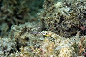 Reeftop pipefish (Corythoichthys haematopterus), grows to 18cm, Indo-west Pacific waters, Philippines, Southeast Asia Reeftop pipefish (Corythoichthys haematopterus), grows to 18cm, Indo-west Pacific waters, Philippines, Southeast Asia