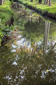 Serene Asian Landscapes Prints: Reflection of palm trees in the still Kerala Backwaters, Kerala, India, Asia