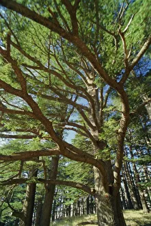 Prints of The last remaining forest of biblical cedars, Cedar Forest, Lebanon, Middle East Lebanon Prints: The Last Remaining Forest of Biblical Cedars Print