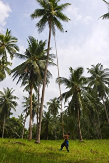 Koh Samui Travel Photography Prints: Removing coconuts using a bamboo pole