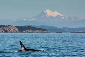 Resident killer whale bull, Orcinus orca, Cattle Pass, San Juan Island, Washington, United States of America Resident killer whale bull, Orcinus orca, Cattle Pass, San Juan Island, Washington, United States of America
