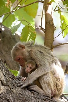 Images Dated 17th January 2000: Rhesus macaque monkey Print, Bandhavgarh National Park, India