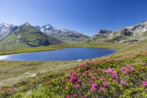 Rhododendrons and blue water of Lake Andossi, Montespluga, Chiavenna Valley, Sondrio province Rhododendrons and blue water of Lake Andossi, Montespluga, Chiavenna Valley, Sondrio province