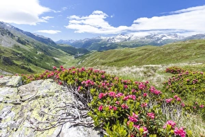 Rhododendrons frame the green alpine landscape, Montespluga, Chiavenna Valley, Sondrio province Rhododendrons frame the green alpine landscape, Montespluga, Chiavenna Valley, Sondrio province