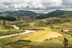 Rice paddy field scenery near Antananarivo, Antananarivo Province, Eastern Madagascar Rice paddy field scenery near Antananarivo, Antananarivo Province, Eastern Madagascar