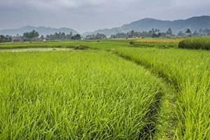 Southeast Asia Nature Images Prints: Rice paddy fields, Bukittinggi, West Sumatra, Indonesia, Southeast Asia, Asia