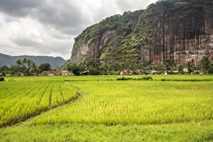 Indonesian Travel Destinations Prints: Rice paddy fields and cliffs in the Harau Valley, Bukittinggi, West Sumatra, Indonesia