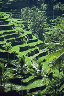 Rice Terraces Bali Prints: Rice terraces