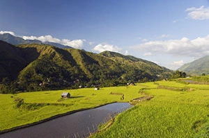 Rice terraces in Luplula Village Rice terraces in Luplula Village