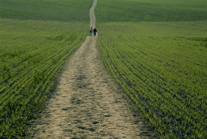 The Ridgeway Path Print, Buckinghamshire, England