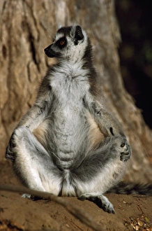 Ring-tailed Lemur (Lemur catta) sunbathing on ground, Berenty, Southern Madagascar Ring-tailed Lemur (Lemur catta) sunbathing on ground, Berenty, Southern Madagascar