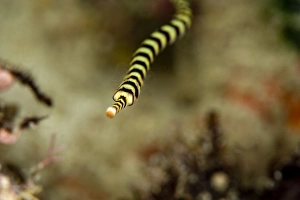 Ringed pipefish (Dunckerocampus dactyliophorus), grows to 18cm, Indo-Pacific waters, Philippines, Southeast Asia, Asia Ringed pipefish (Dunckerocampus dactyliophorus), grows to 18cm, Indo-Pacific waters, Philippines, Southeast Asia, Asia