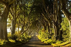 A road runs through the Dark Hedges tree tunnel at sunrise in Northern Ireland, United Kingdom A road runs through the Dark Hedges tree tunnel at sunrise in Northern Ireland, United Kingdom