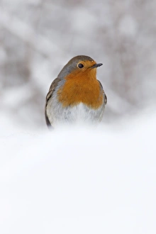 Robin (Erithacus rubecula) Print, UK Snow Scene