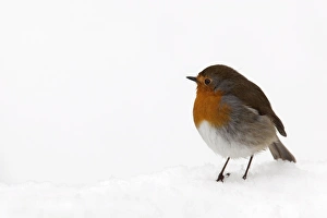 United Kingdom Wildlife Images Prints: Robin (Erithacus rubecula), in snow, United Kingdom, Europe