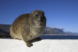 Western Cape Nature Prints: Rock hyrax