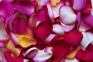 Blooming Flowers In Nature Prints: Rose petals