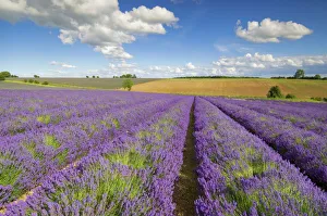 Rows of lavender plants at Snowshill Lavender Farm, Broadway, Worcestershire Rows of lavender plants at Snowshill Lavender Farm, Broadway, Worcestershire