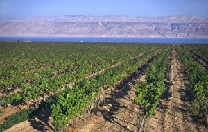 Dead Sea View Prints: Rows of vines in vineyard