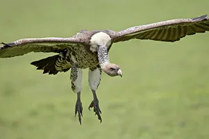 Ruppells griffon vulture (Gyps rueppellii) on final approach, Serengeti National Park Ruppells griffon vulture (Gyps rueppellii) on final approach, Serengeti National Park