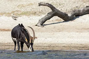 Botswana Safari Animals Prints: Sable (Hippotragus niger) drinking, Chobe National Park, Botswana, Africa