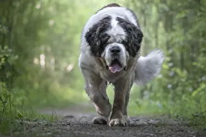 Saint Bernard dog breed walking into a wood towards the camera, Italy, Europe Saint Bernard dog breed walking into a wood towards the camera, Italy, Europe