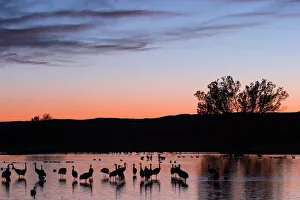 Images Dated 29th February 2008: Sandhill Crane Print, Bosque del Apache Wildlife Scene