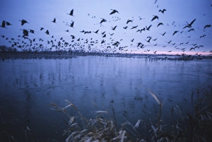Outdoor Travel Destinations USA Prints: Sandhill crane migration